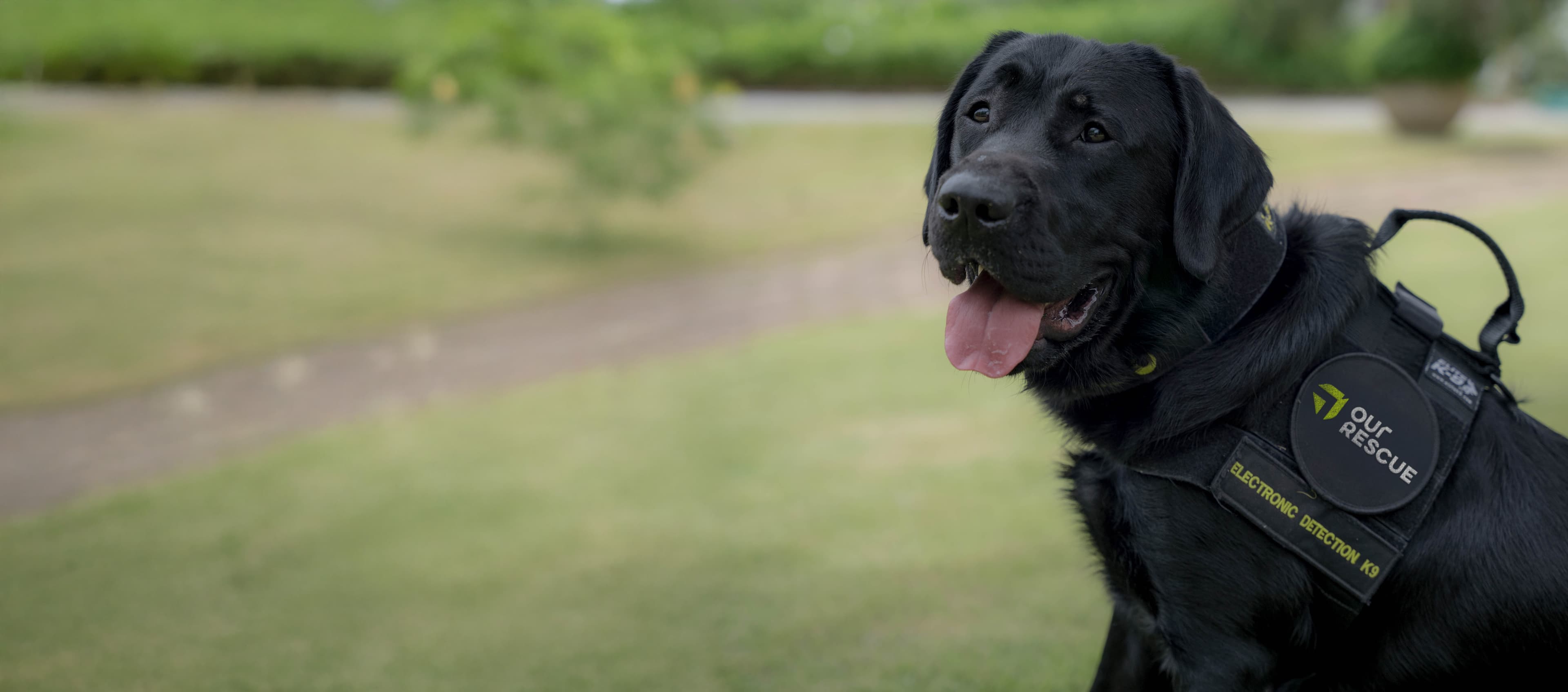 Our Rescue Electronic Detection K9
